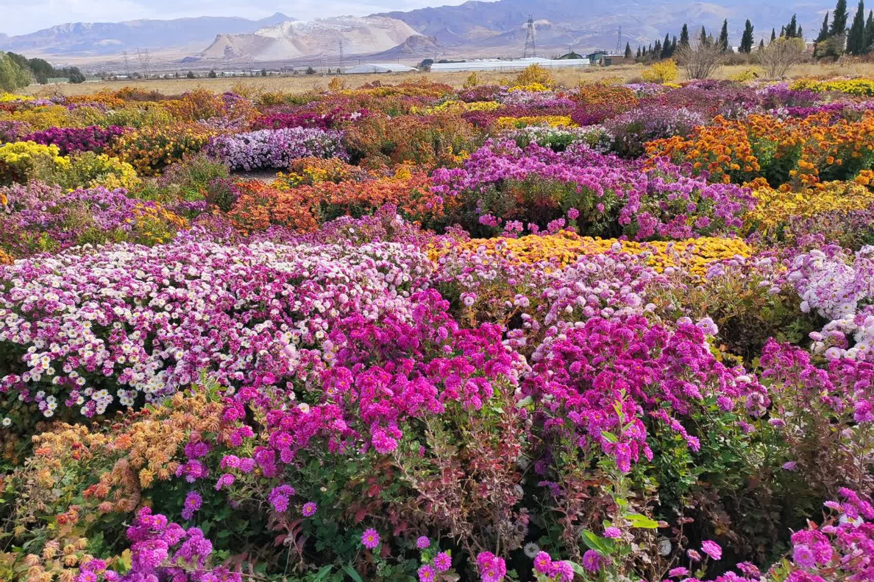 جشنواره گل‌های داودی