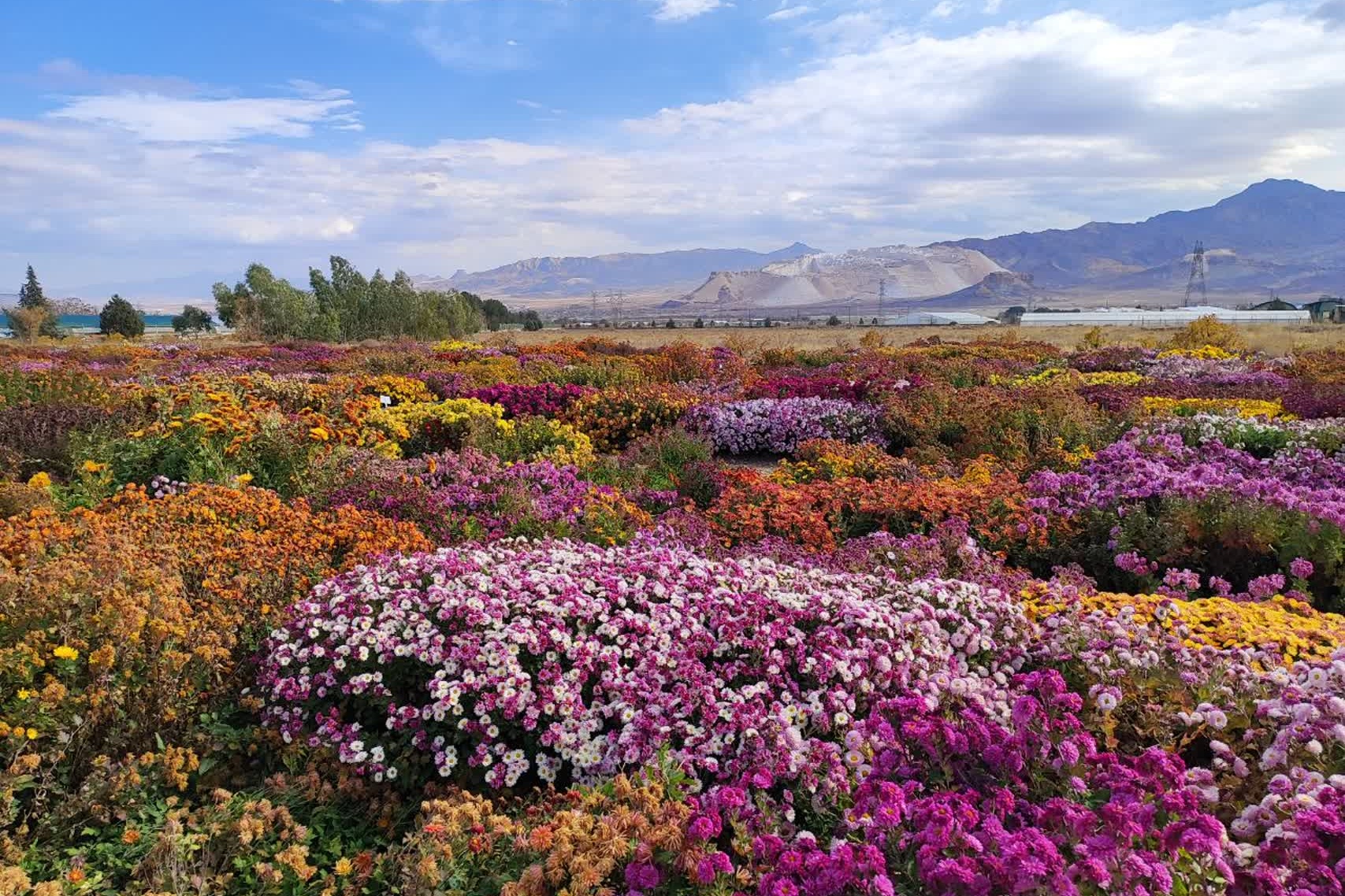 جشنواره گل‌های داودی