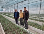 بازدید پژوهشگران پژوهشکده گل و گیاهان زینتی از واحد گلخانه‌ای پرورش آناناس در استان گلستان