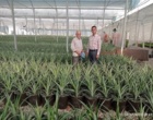 بازدید محققان معین پژوهشکده گل و گیاهان زینتی از بزرگ‌ترین سایت الگویی تولید آناناس کشور در شهرستان گرگان