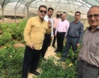 بازدید رئیس پژوهشکده سبزی و صیفی از پژوهشکده گل و گیاهان زینتی و بررسی اجرای پروژه مشترک زنجبیل گلخانه‌ای