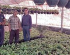 بازدید محقق معین پژوهشکده گل و گیاهان زینتی از گلخانه آپارتمانی آقای دهنمکی در روستای ارقده محلات