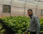 بازدید دکتر حسینی‌نیا و دکتر عربی، محققان معین پژوهشکده گل و گیاهان زینتی، از گلخانه آقای صادق داوری و بررسی راهکارهای کنترل آفات و بیماری‌ها