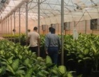 بازدید دکتر حسینی‌نیا و دکتر عربی، محققان معین پژوهشکده گل و گیاهان زینتی، از گلخانه آقای صادق داوری و بررسی راهکارهای کنترل آفات و بیماری‌ها