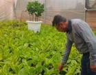 بازدید دکتر حسینی‌نیا و دکتر عربی، محققان معین پژوهشکده گل و گیاهان زینتی، از گلخانه آقای صادق داوری و بررسی راهکارهای کنترل آفات و بیماری‌ها