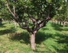 بازدید دکتر حسینی‌نیا و مهندس مجیدی از باغات شهرستان خمین و نمونه‌برداری از کنه‌های شکارگر در قالب پروژه پژوهشی