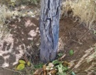 بازدید کارشناسی محققان پژوهشکده گل و گیاهان زینتی از باغات روستای خان‌آباد و نمونه‌برداری از کنه‌های شکارگر در قالب پروژه پژوهشی