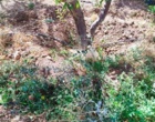 بازدید کارشناسی محققان پژوهشکده گل و گیاهان زینتی از باغات روستای خان‌آباد و نمونه‌برداری از کنه‌های شکارگر در قالب پروژه پژوهشی
