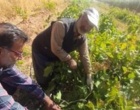 بازدید کارشناسی محققان پژوهشکده گل و گیاهان زینتی از باغات روستای خان‌آباد و نمونه‌برداری از کنه‌های شکارگر در قالب پروژه پژوهشی