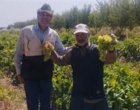 بازدید کارشناسی محققان پژوهشکده گل و گیاهان زینتی از باغات روستای خان‌آباد و نمونه‌برداری از کنه‌های شکارگر در قالب پروژه پژوهشی
