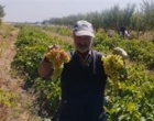 بازدید کارشناسی محققان پژوهشکده گل و گیاهان زینتی از باغات روستای خان‌آباد و نمونه‌برداری از کنه‌های شکارگر در قالب پروژه پژوهشی