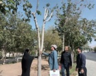 بازدید علمی دکتر خلج و دکتر حسینی‌نیا از درختان فضای سبز شهرستان دلیجان و بررسی علل خشکیدگی و زوال گیاهان