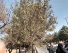 بازدید علمی دکتر خلج و دکتر حسینی‌نیا از درختان فضای سبز شهرستان دلیجان و بررسی علل خشکیدگی و زوال گیاهان
