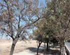 بازدید علمی دکتر خلج و دکتر حسینی‌نیا از درختان فضای سبز شهرستان دلیجان و بررسی علل خشکیدگی و زوال گیاهان