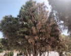 بازدید علمی دکتر خلج و دکتر حسینی‌نیا از درختان فضای سبز شهرستان دلیجان و بررسی علل خشکیدگی و زوال گیاهان