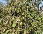 بازدید علمی دکتر خلج و دکتر حسینی‌نیا از درختان فضای سبز شهرستان دلیجان و بررسی علل خشکیدگی و زوال گیاهان