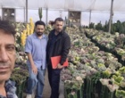ارزیابی فرآیندهای تولید و ارائه راهکارهای تخصصی در گلخانه مهندس مقیمی