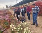 برنامه‌ریزی برای ثبت ارقام جدید داوودی و رز پرتوتابی شده در پژوهشکده گل و گیاهان زینتی