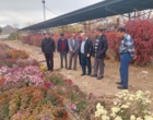برنامه‌ریزی برای ثبت ارقام جدید داوودی و رز پرتوتابی شده در پژوهشکده گل و گیاهان زینتی