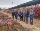 برنامه‌ریزی برای ثبت ارقام جدید داوودی و رز پرتوتابی شده در پژوهشکده گل و گیاهان زینتی