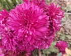 برنامه‌ریزی برای ثبت ارقام جدید داوودی و رز پرتوتابی شده در پژوهشکده گل و گیاهان زینتی