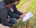 بازدید از گلخانه گل داوودی شهرستان بیضا استان فارس