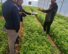 بازدید از گلخانه گل داوودی شهرستان بیضا استان فارس