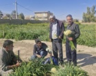 بازدید از نرگس‌زارهای شهرستان خفر استان فارس