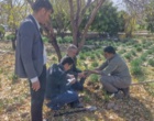 بازدید از نرگس‌زارهای شهرستان خفر استان فارس