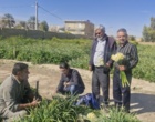 بازدید از نرگس‌زارهای شهرستان خفر استان فارس