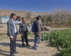 بازدید از نرگس‌زارهای شهرستان خفر استان فارس