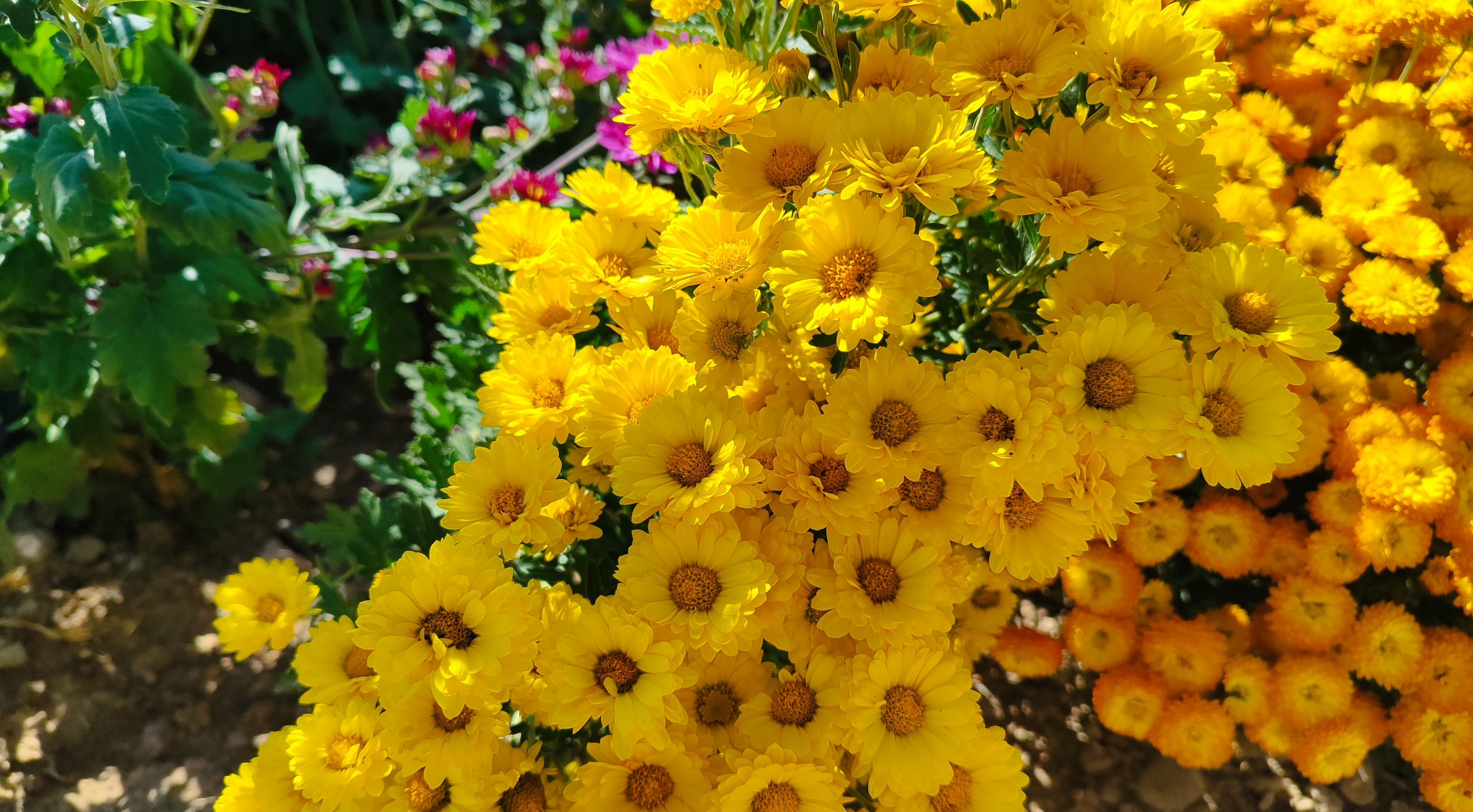 جشنواره گل‌های داودی