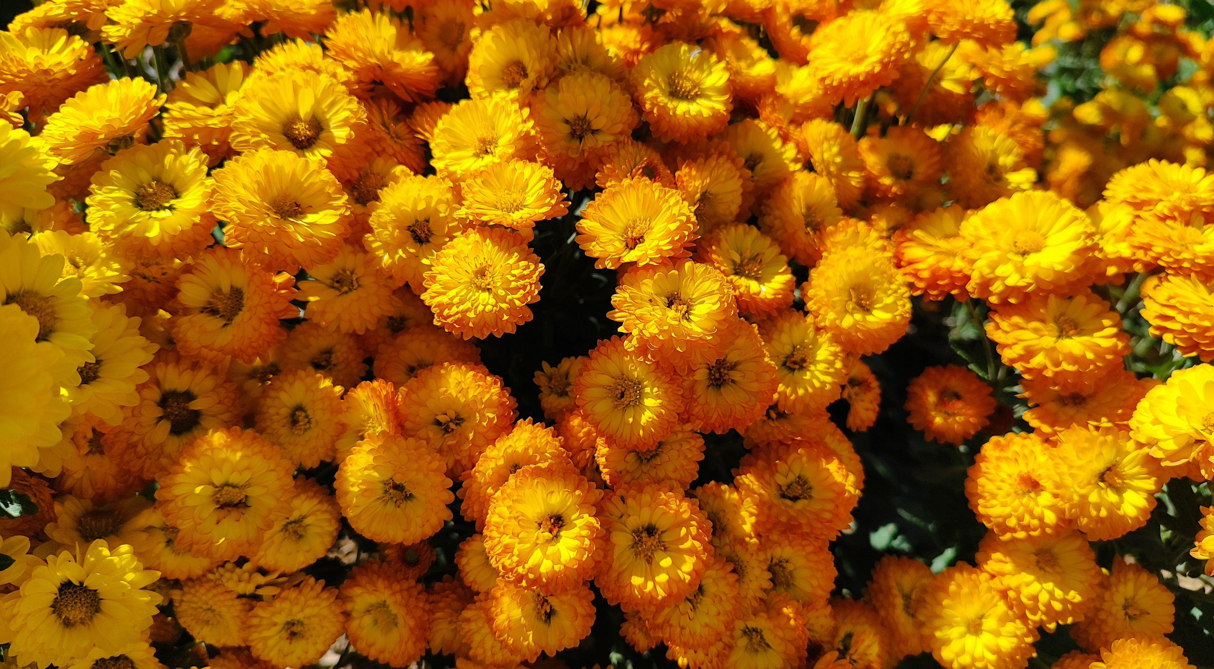جشنواره گل‌های داودی