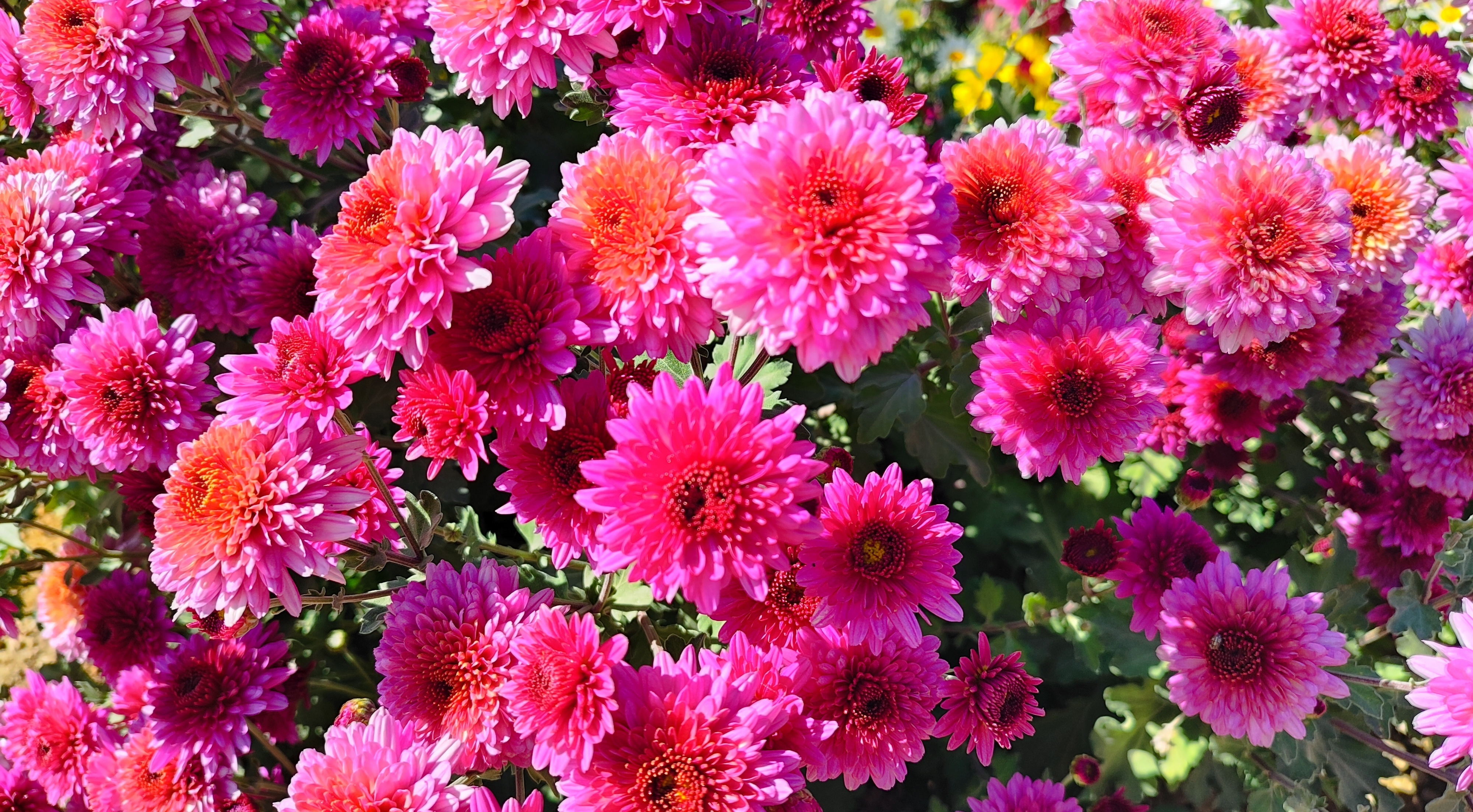 جشنواره گل‌های داودی