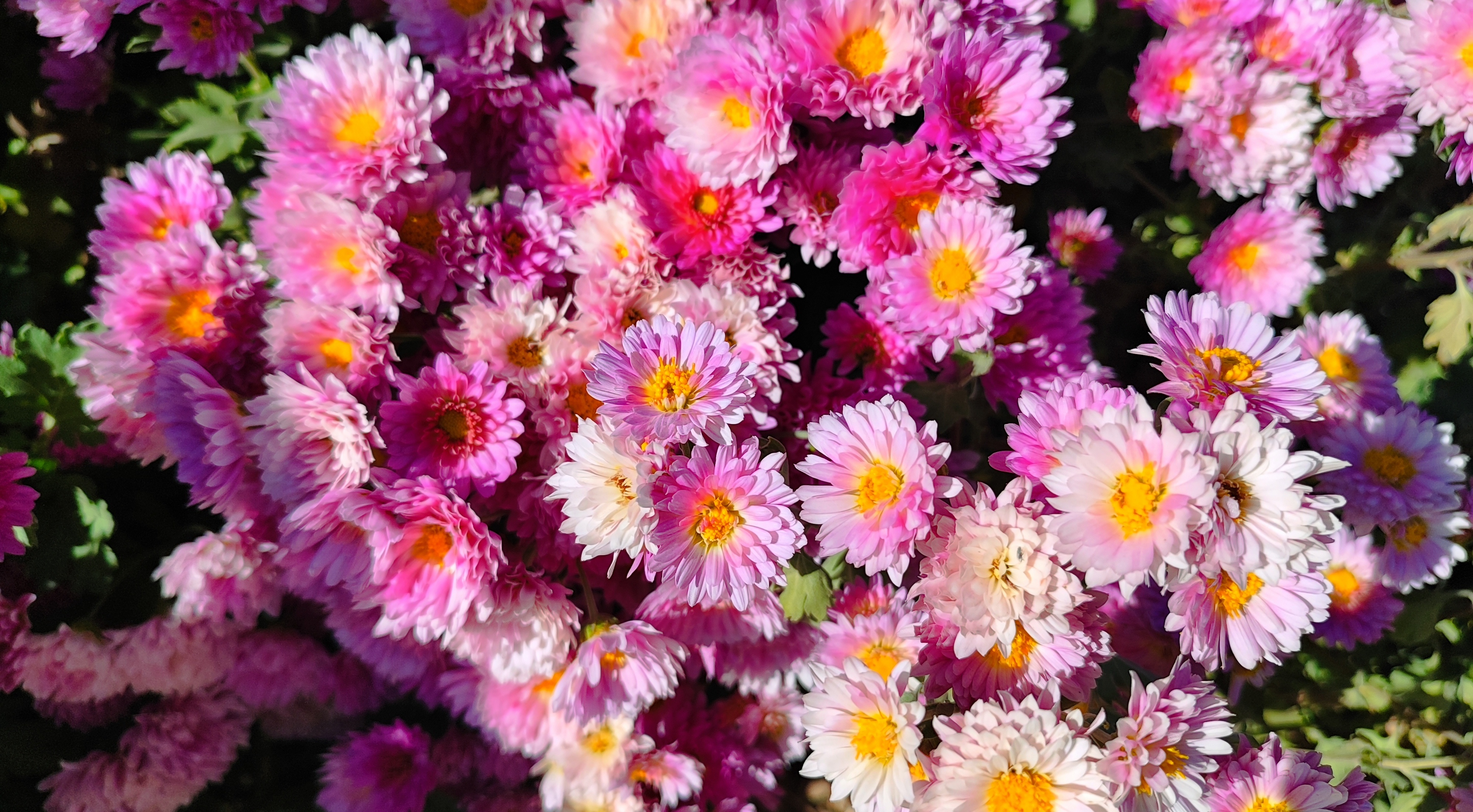 جشنواره گل‌های داودی