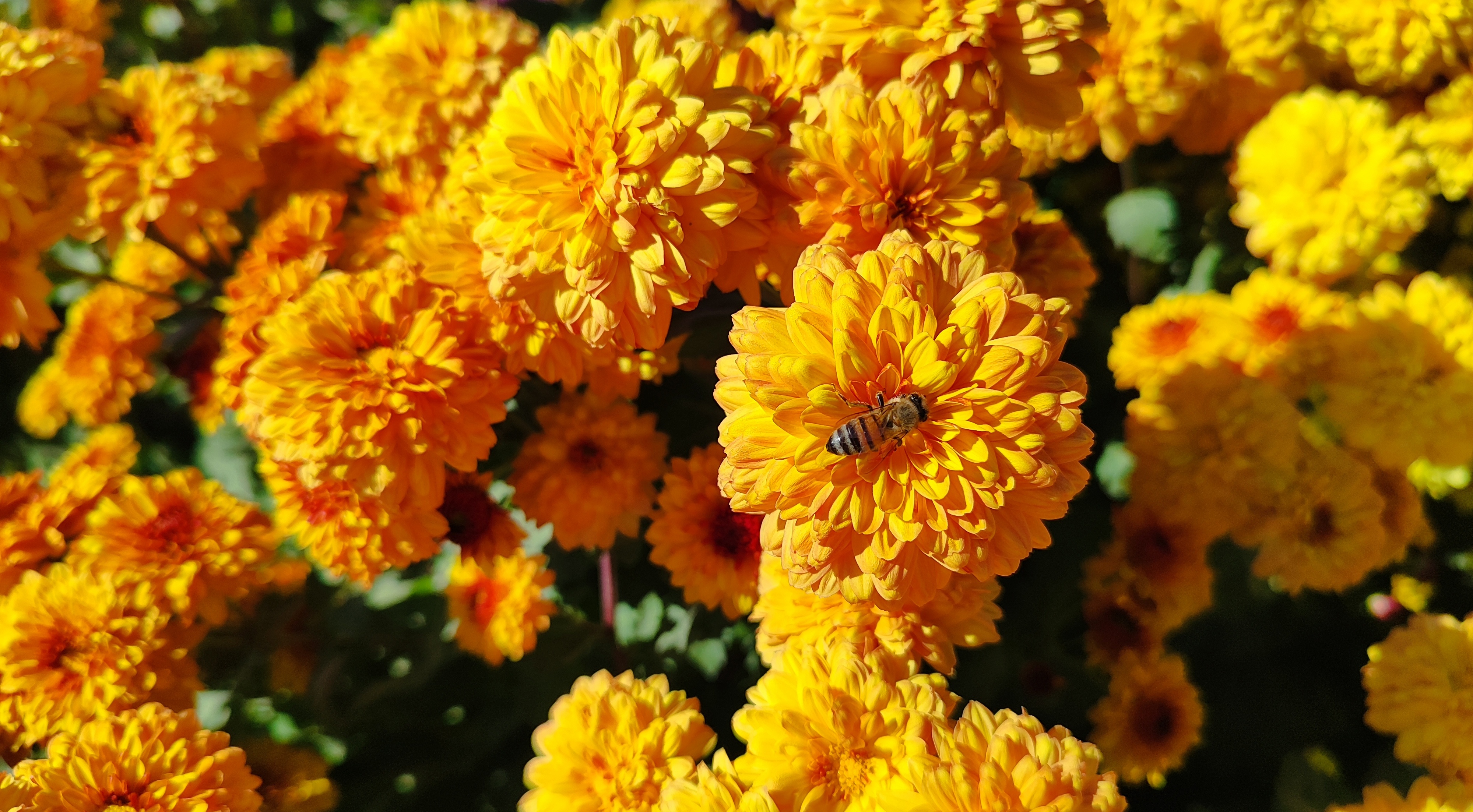 جشنواره گل‌های داودی