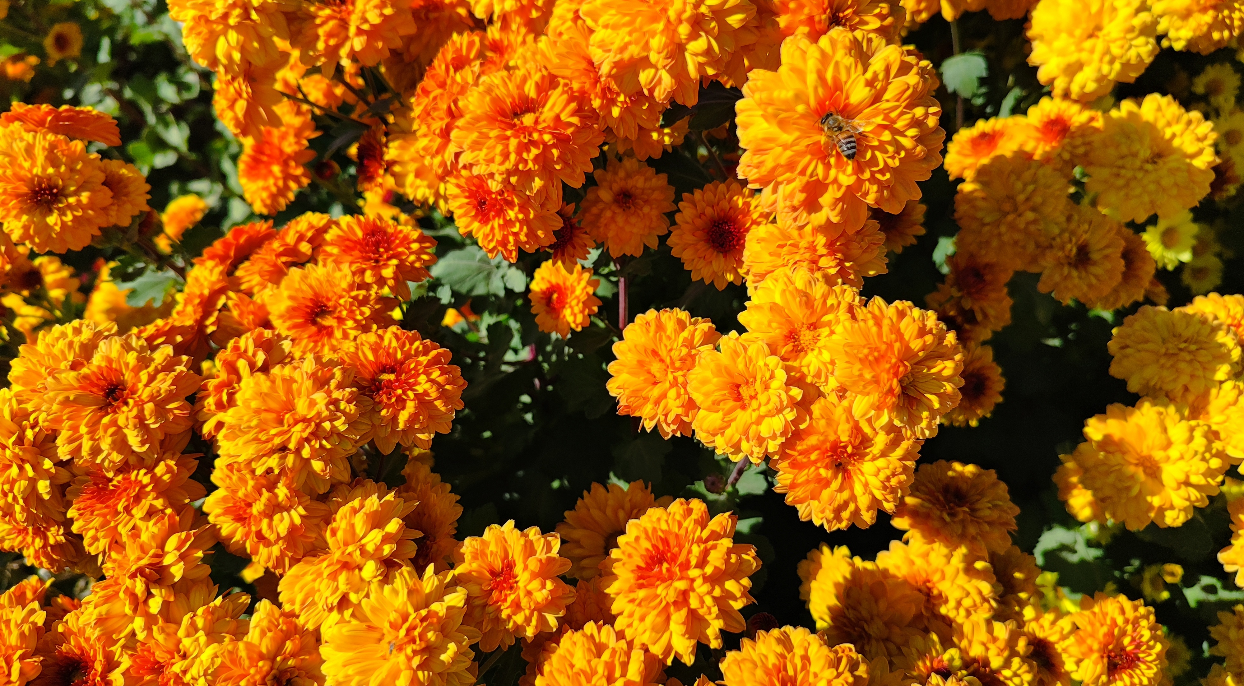 جشنواره گل‌های داودی