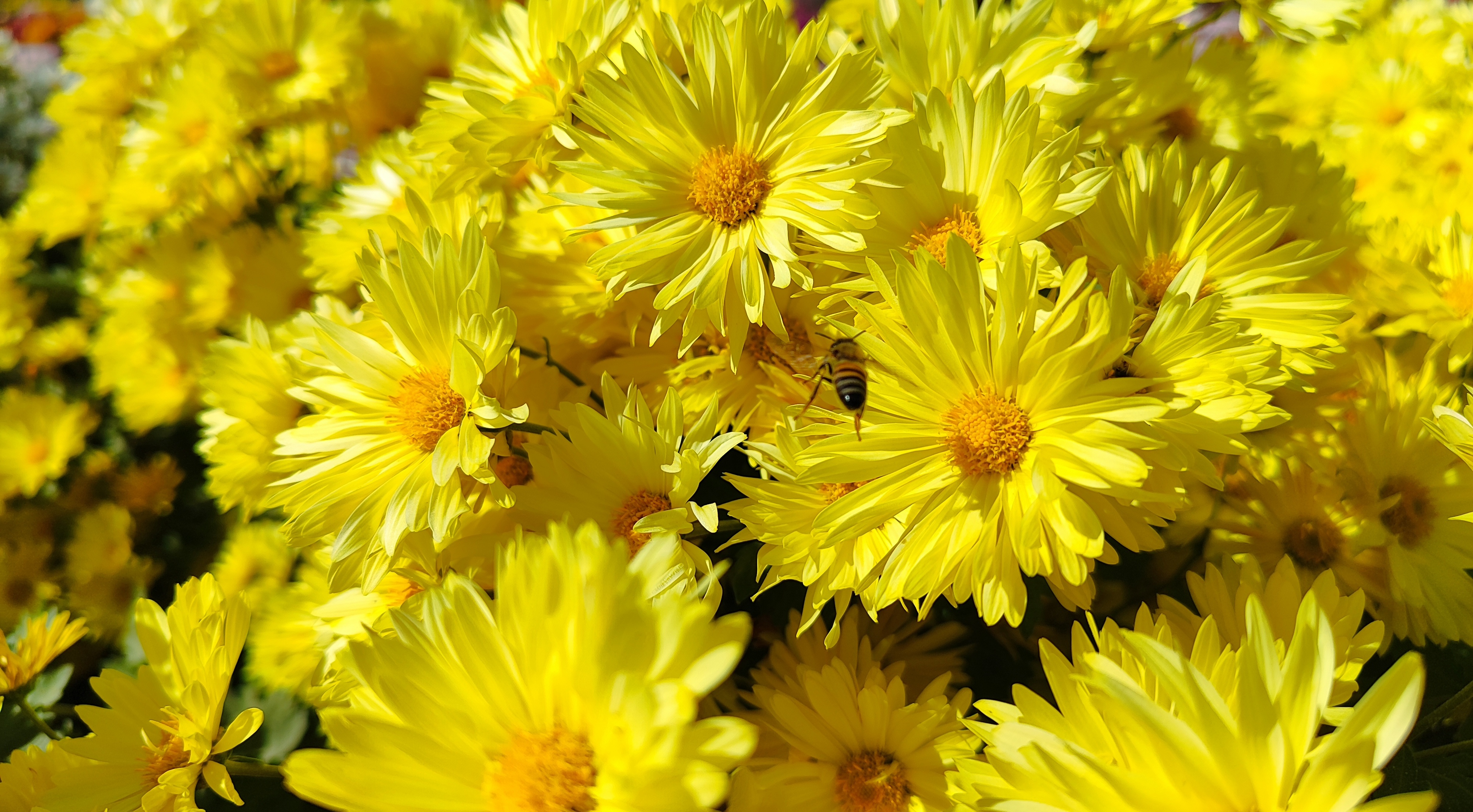 جشنواره گل‌های داودی