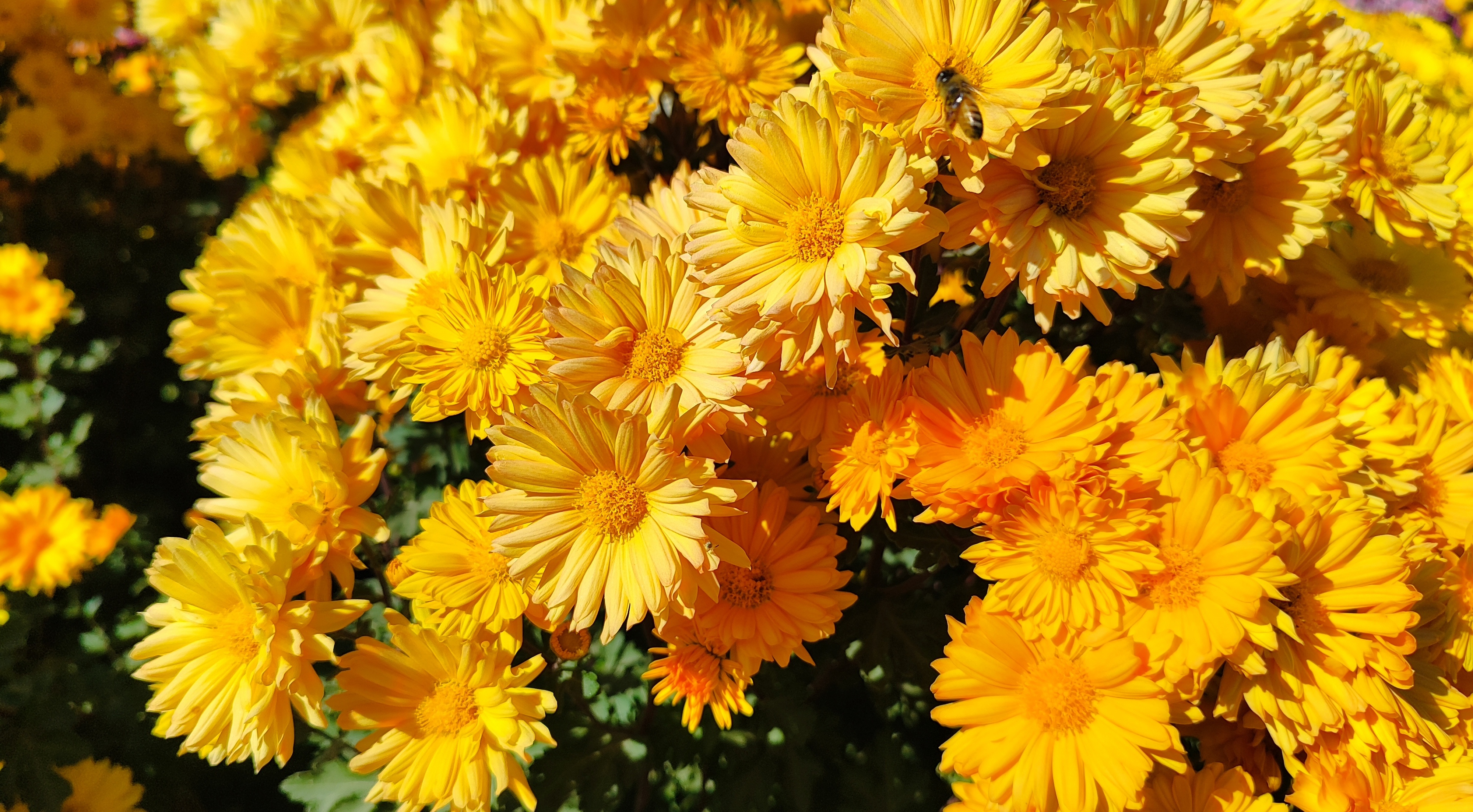 جشنواره گل‌های داودی