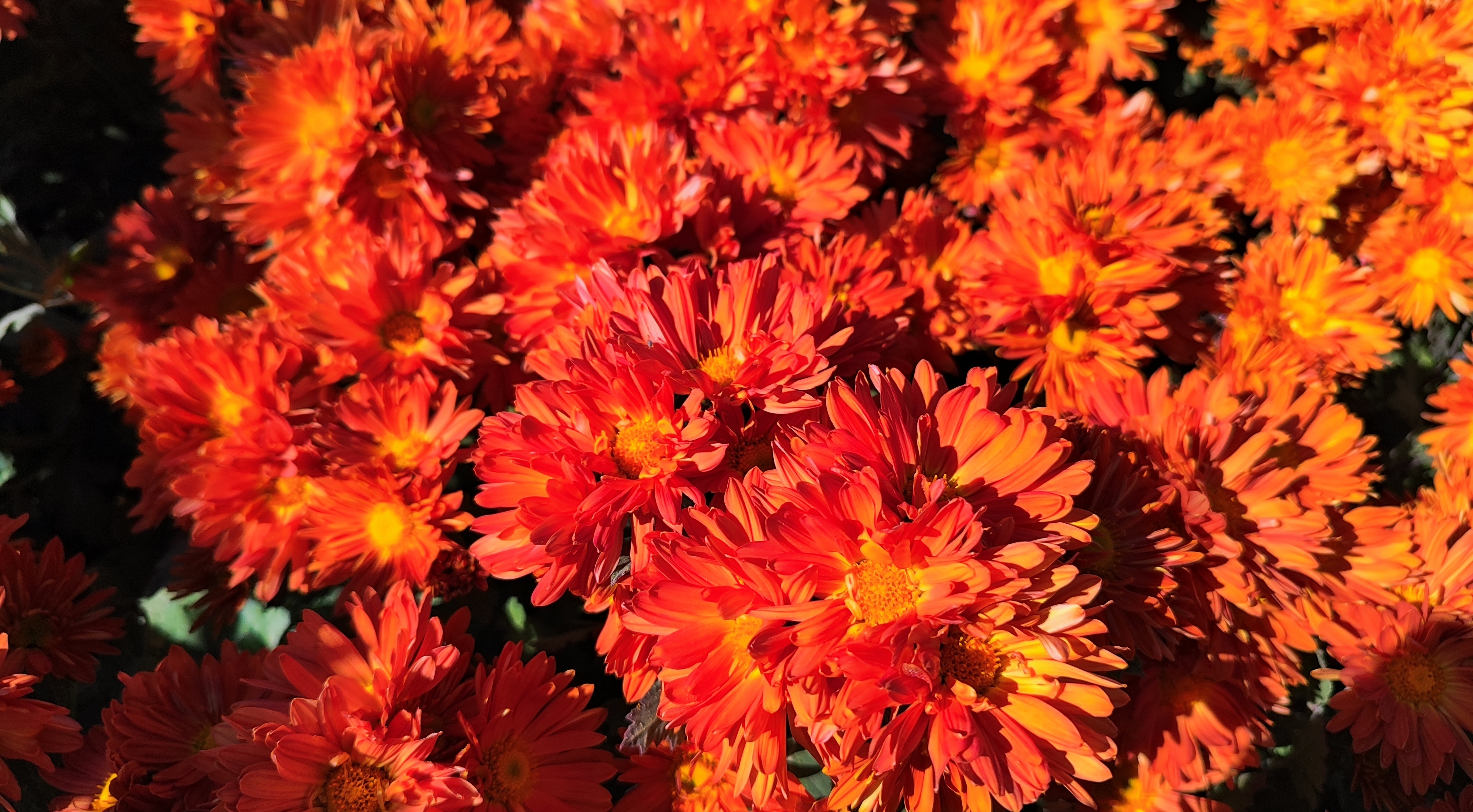 جشنواره گل‌های داودی