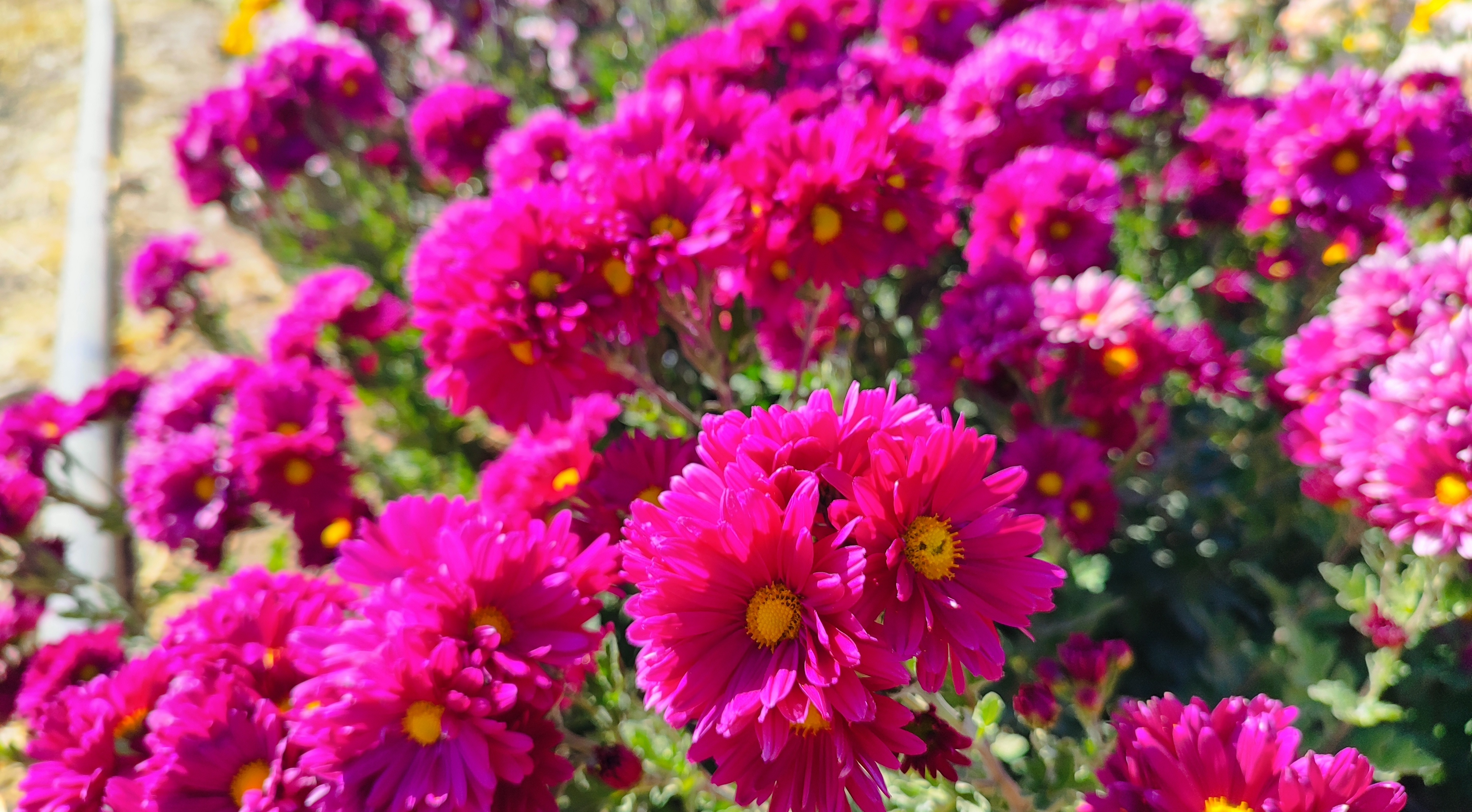 جشنواره گل‌های داودی