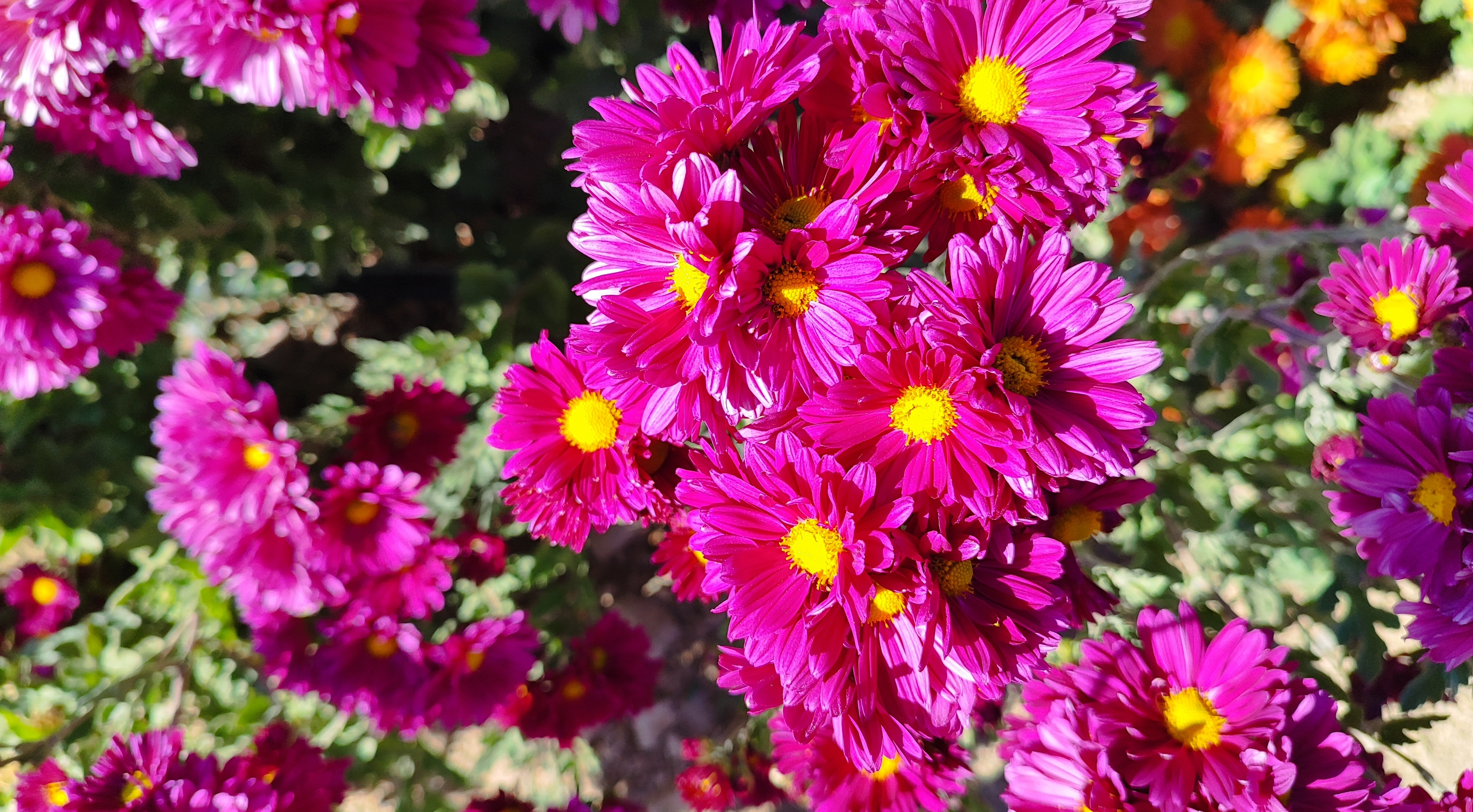 جشنواره گل‌های داودی