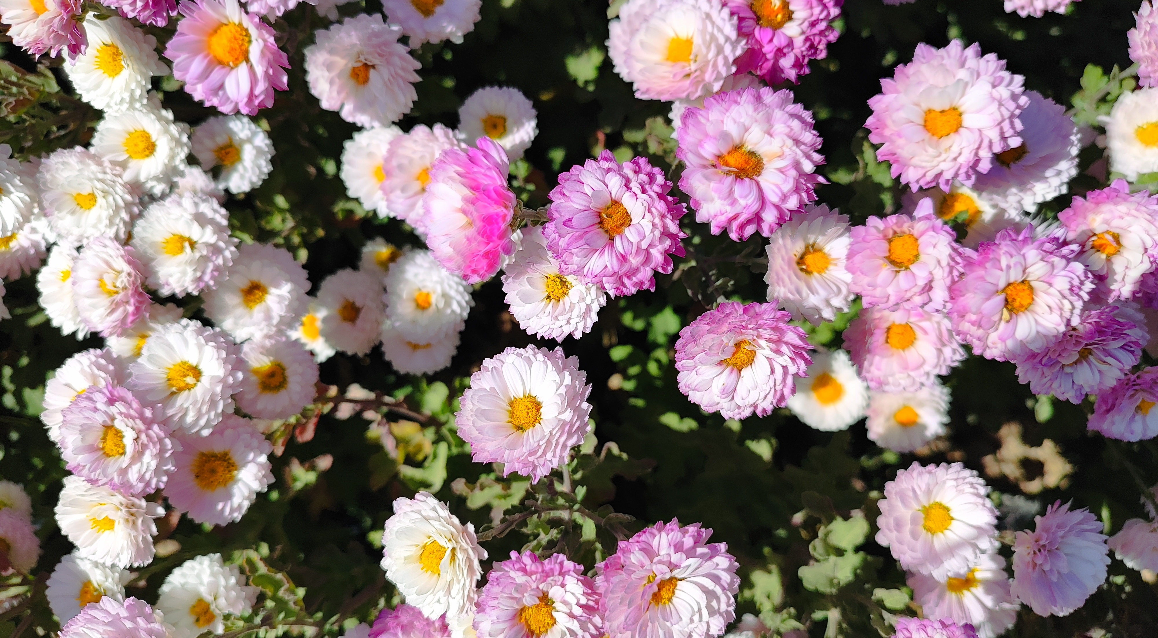 جشنواره گل‌های داودی