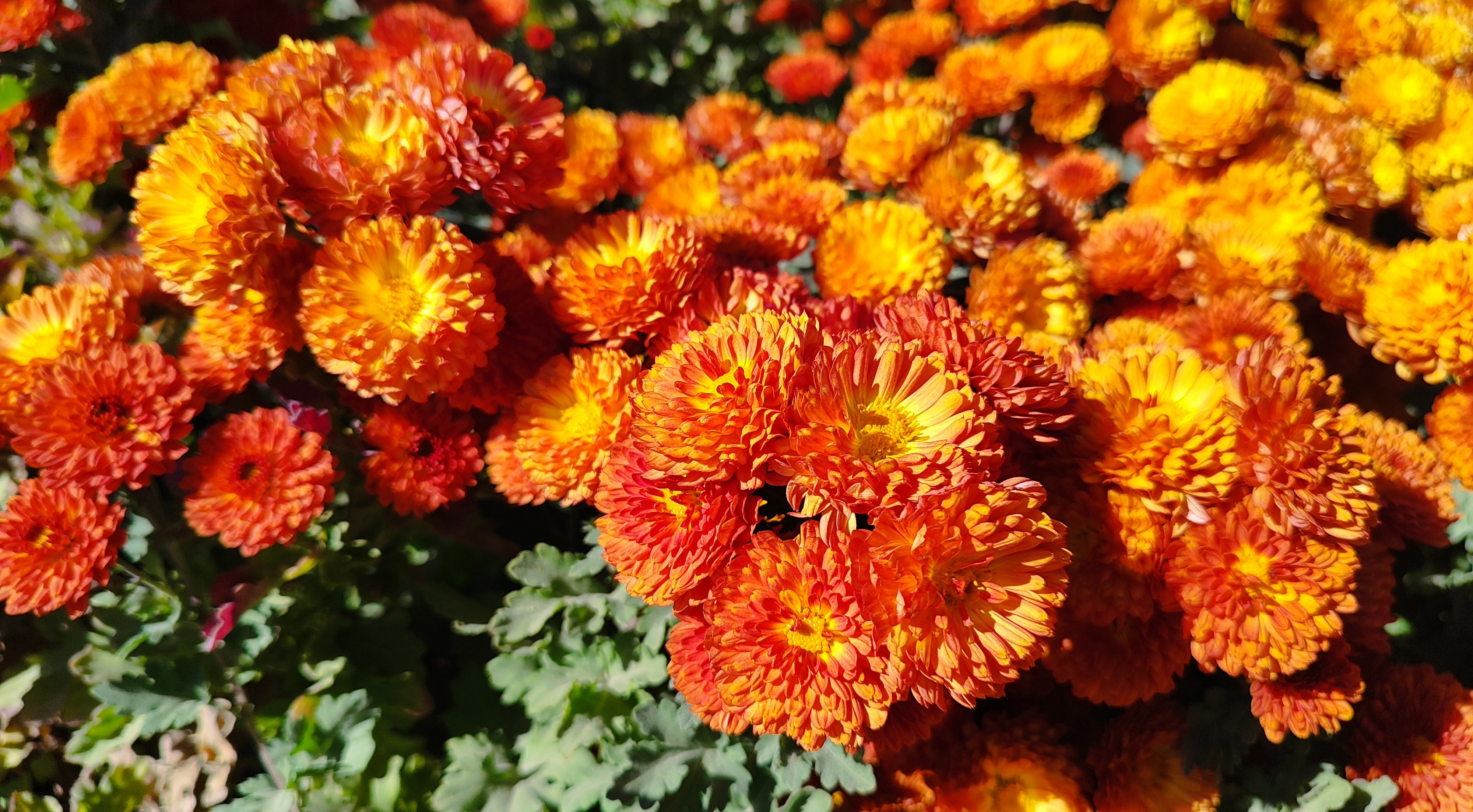 جشنواره گل‌های داودی