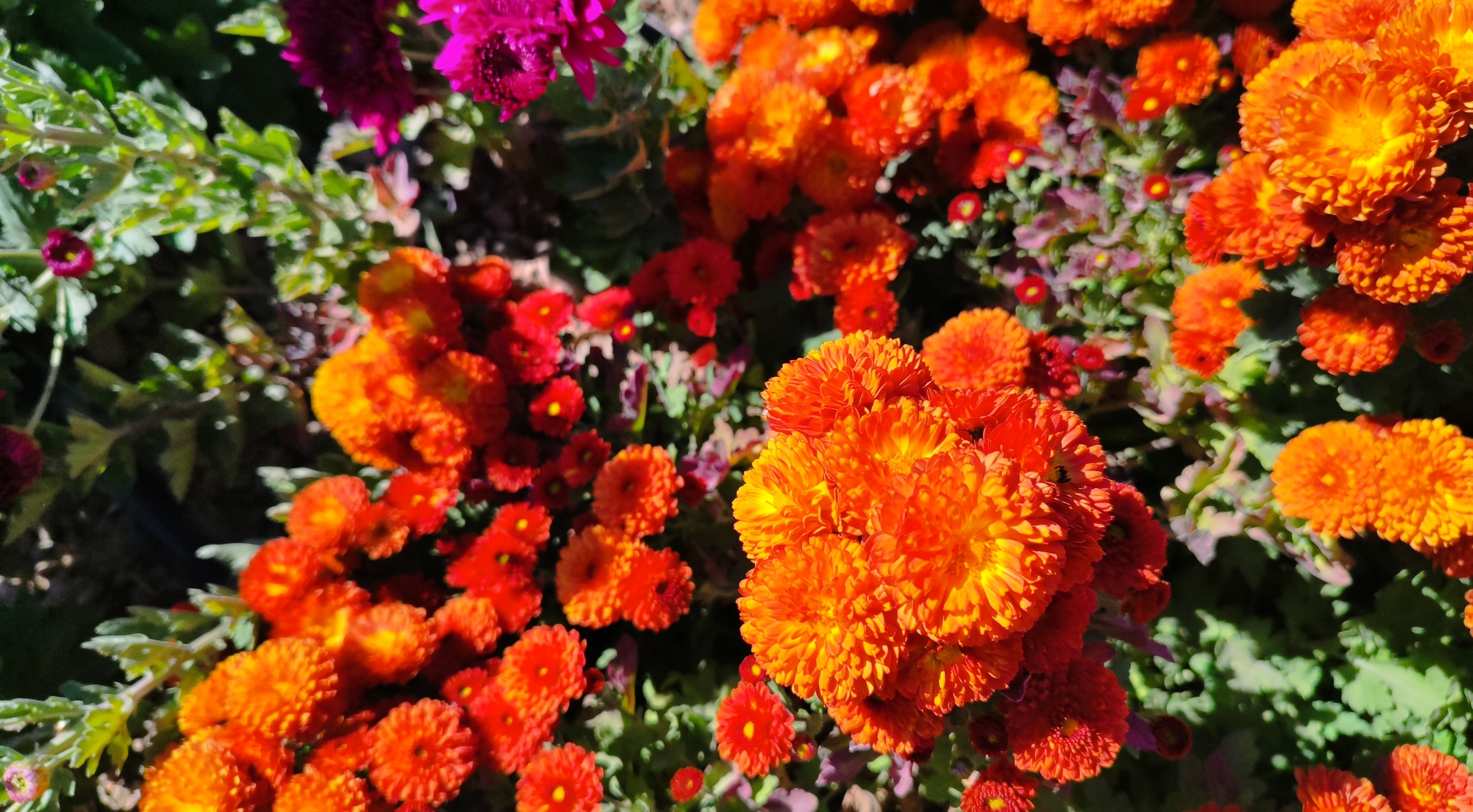 جشنواره گل‌های داودی