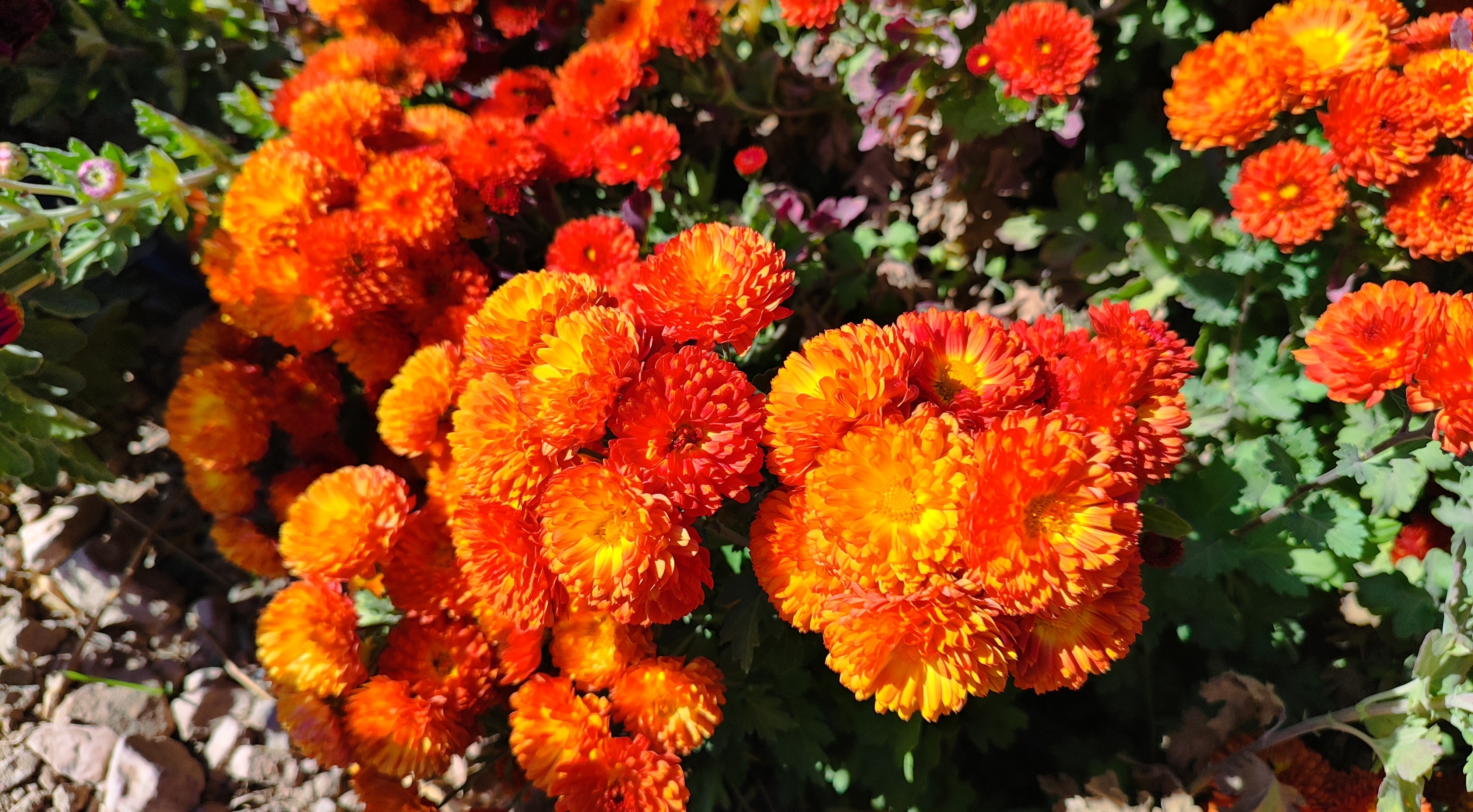 جشنواره گل‌های داودی