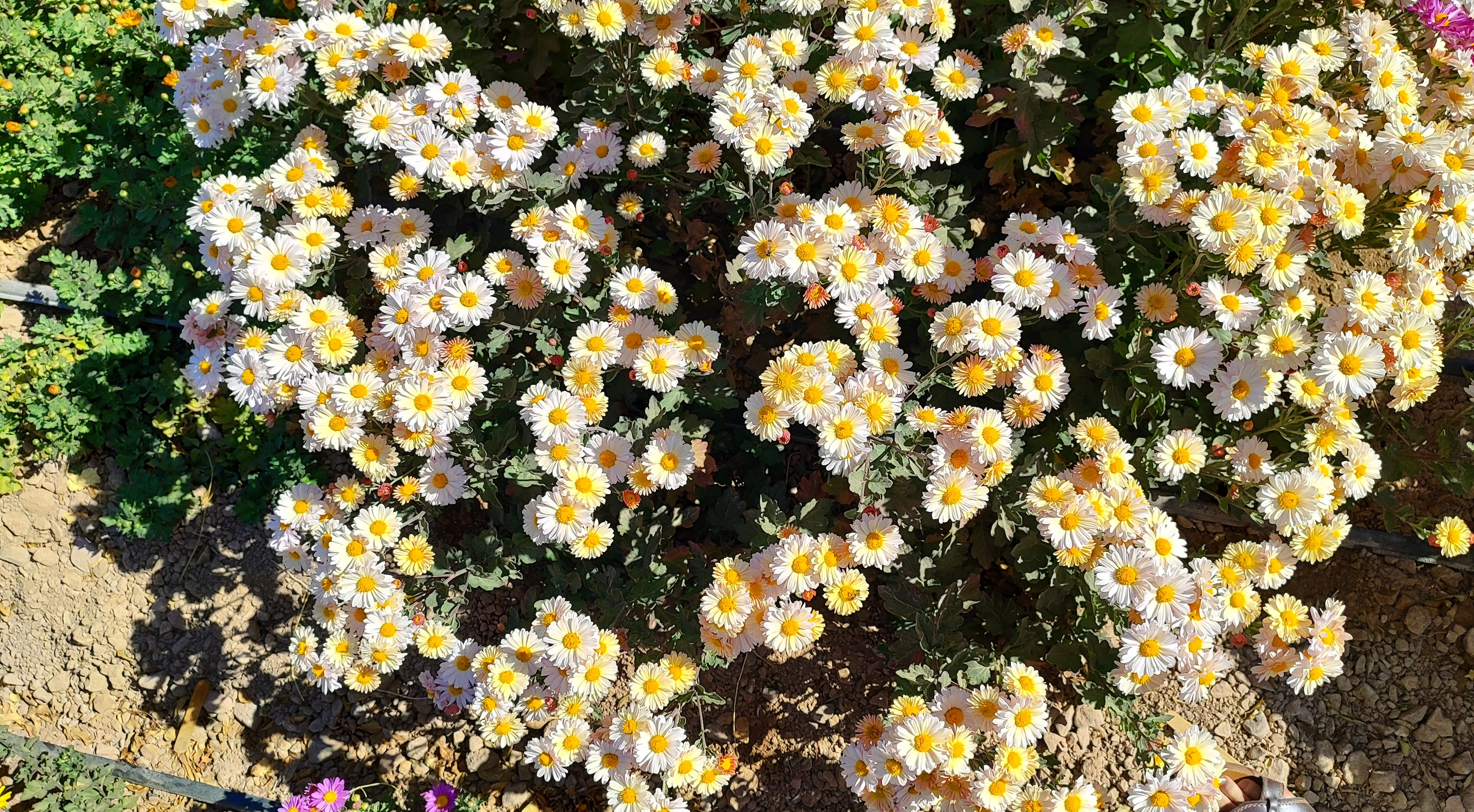 جشنواره گل‌های داودی