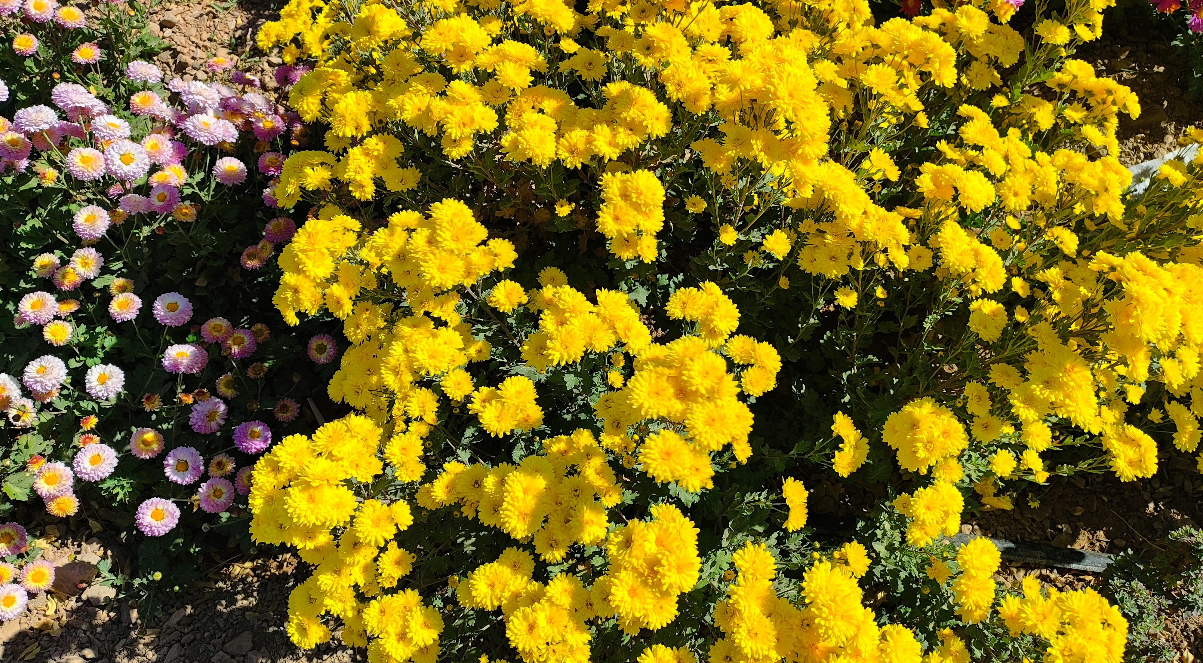 جشنواره گل‌های داودی