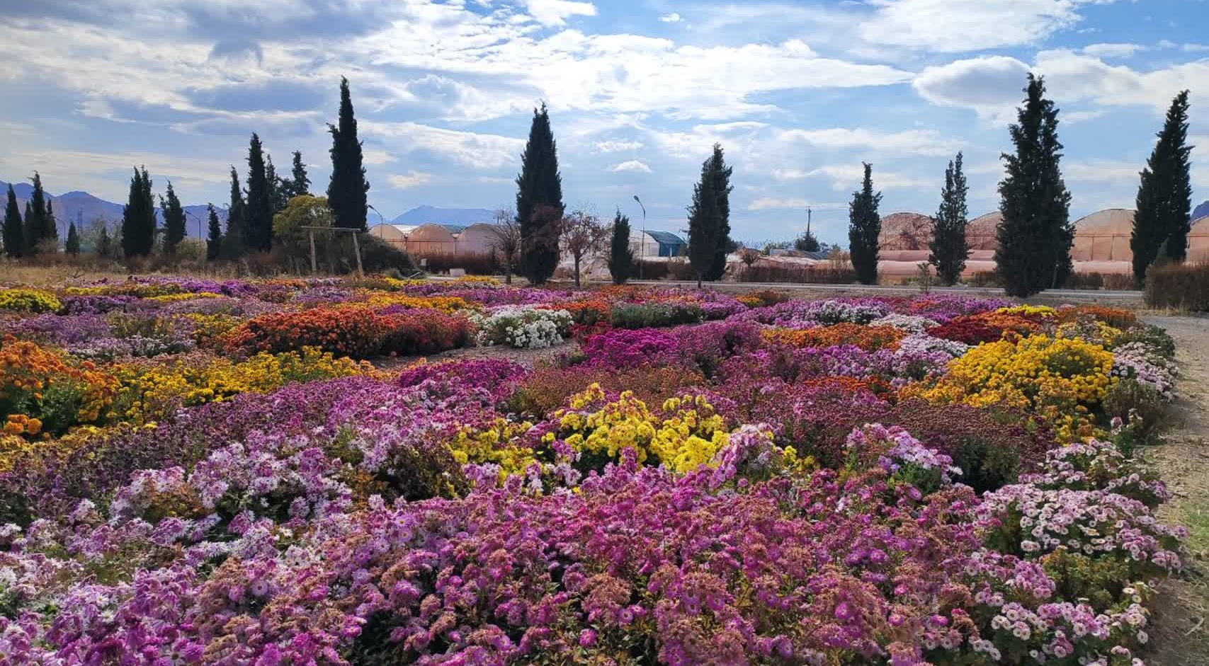 جشنواره گل‌های داودی
