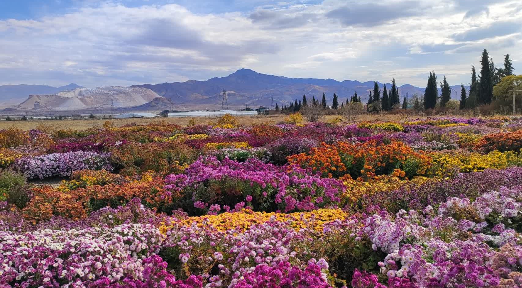 جشنواره گل‌های داودی